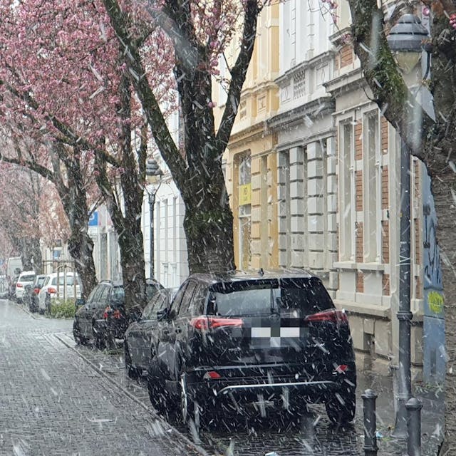Schneegestoeber_Zierkirsche_Bonn
