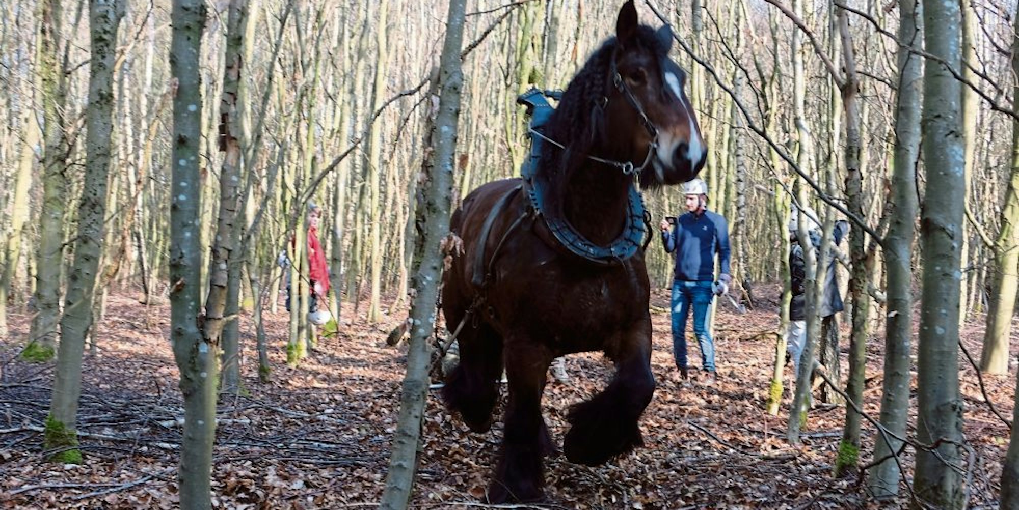 Lucky ist ein mächtiges Pferd, lässt sich im Wald aber sicher von dem Udenbrether Holzrücker Dirk Zöll dirigieren.