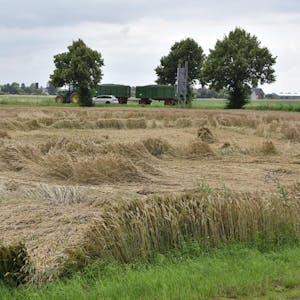 Großflächig liegt das fast erntereife Getreide nach dem Starkregen am Boden.