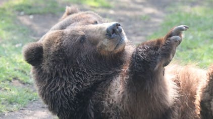 Kölner Zoo Bär