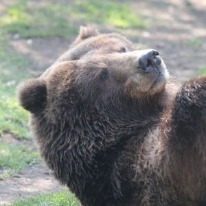 Kölner Zoo Bär