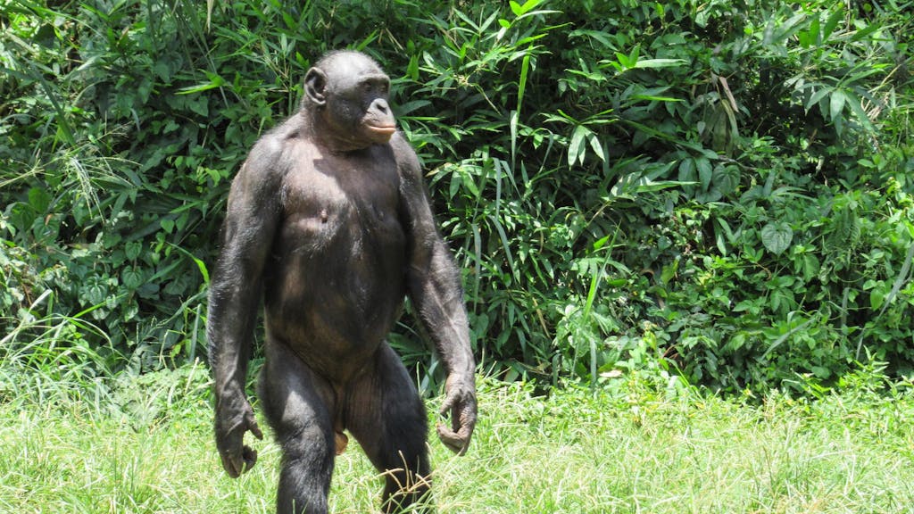 Bonobo-Affe
