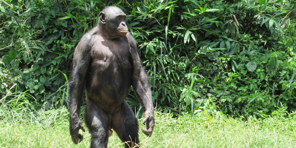 Bonobo-Affe