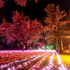 christmas-garden-koeln-field-of-lights