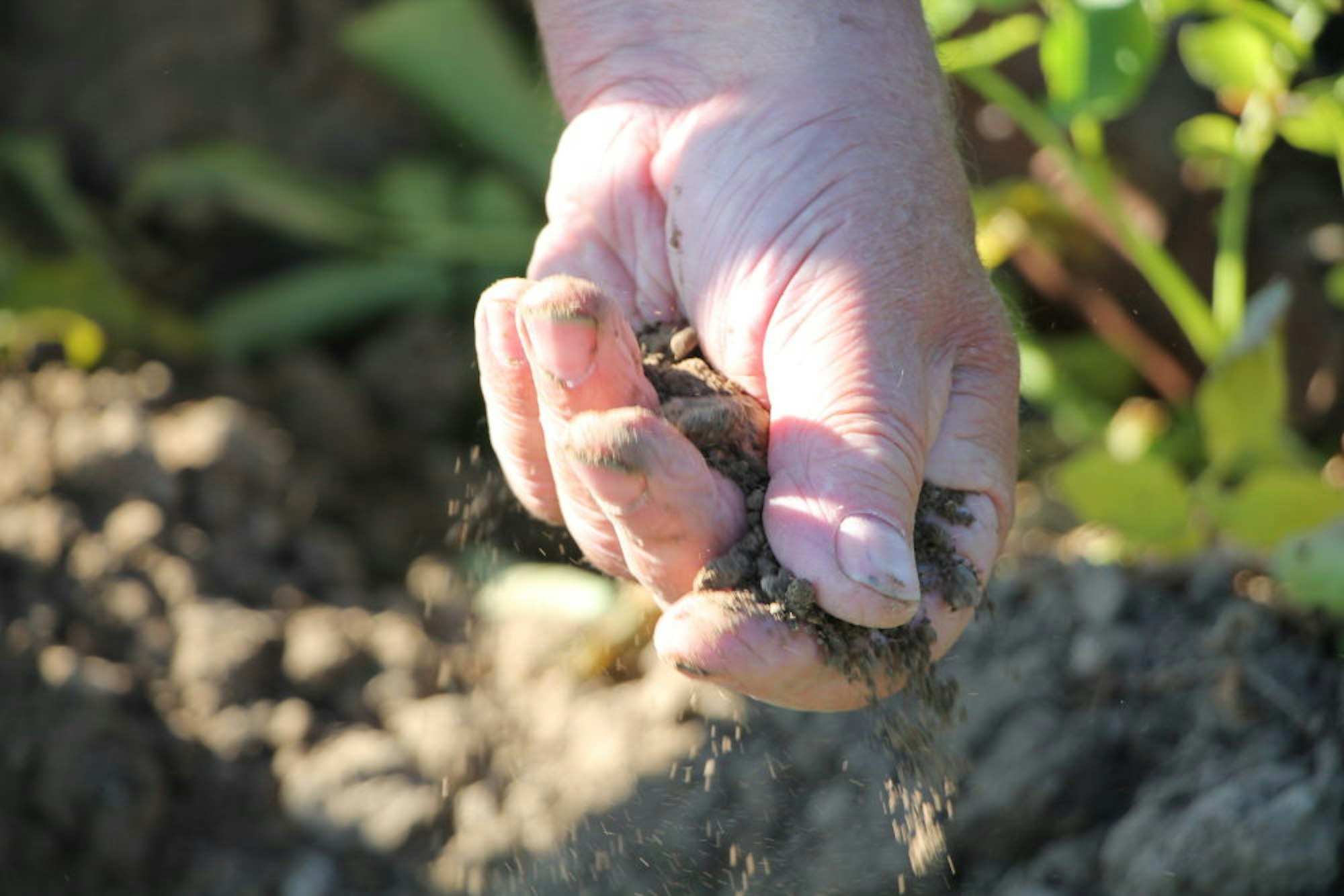 Wenn – wie im Sommer vergangenen Jahres – die Böden austrocknen, müssen viele Landwirte bewässern.