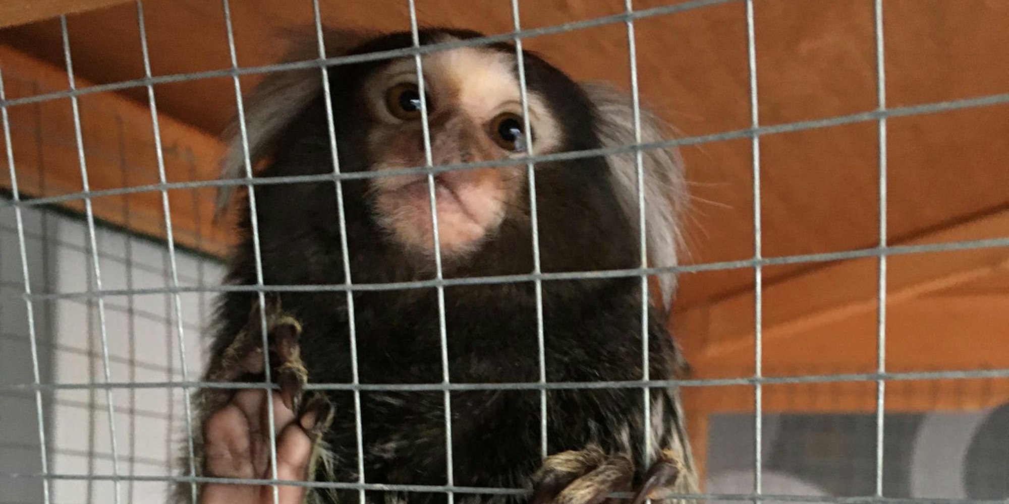 In einem Käfig fristete der kleine Affe sein Dasein.