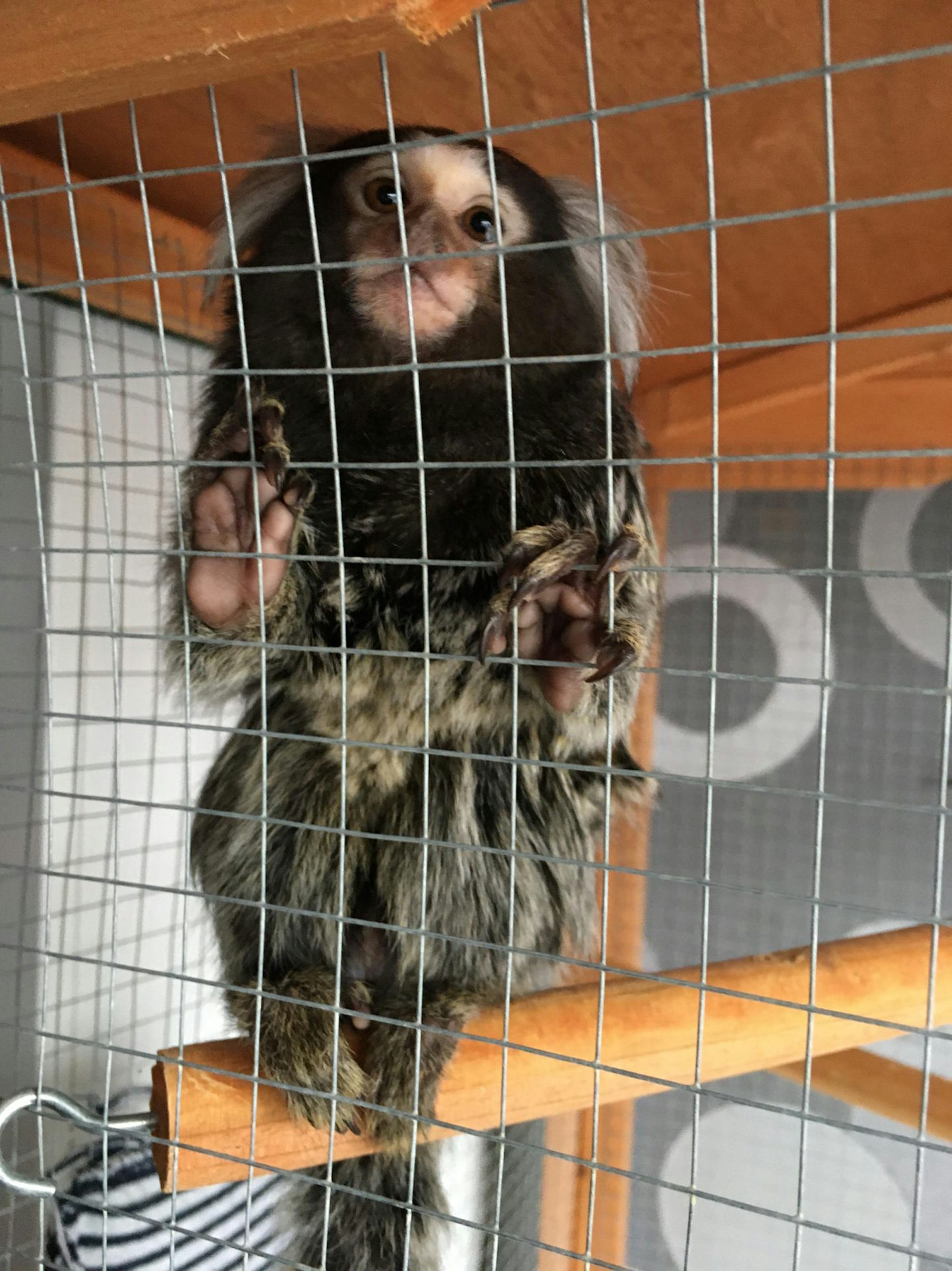 In einem Käfig fristete der kleine Affe sein Dasein.