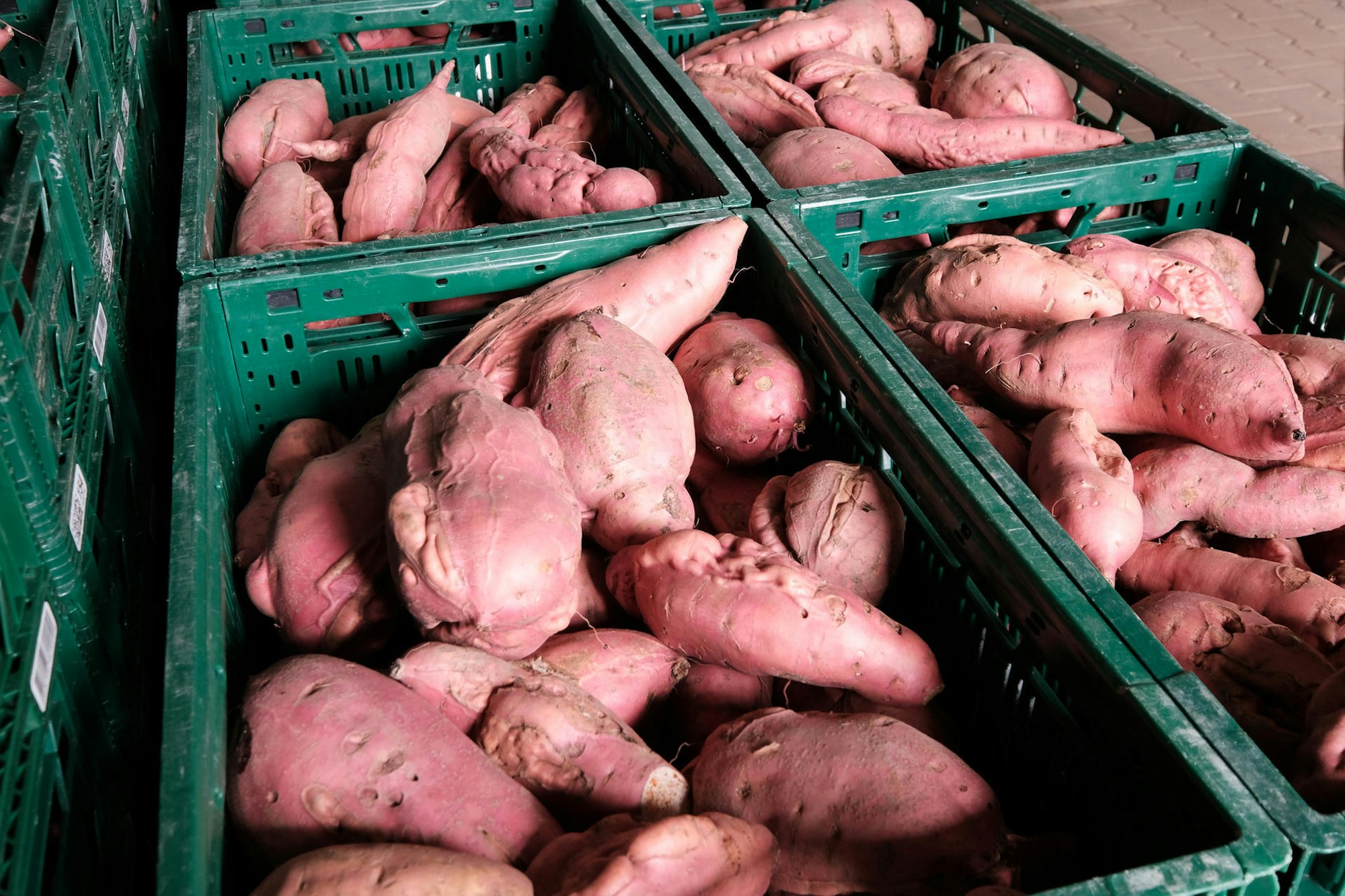Gemüse, wie diese Süßkartoffeln, kommen vom Biohof Bursch in Bornheim.