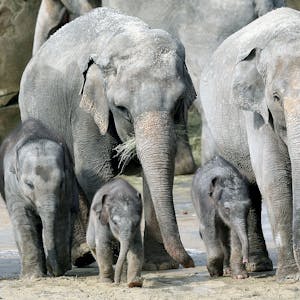 Toter Elefant DPA 180322