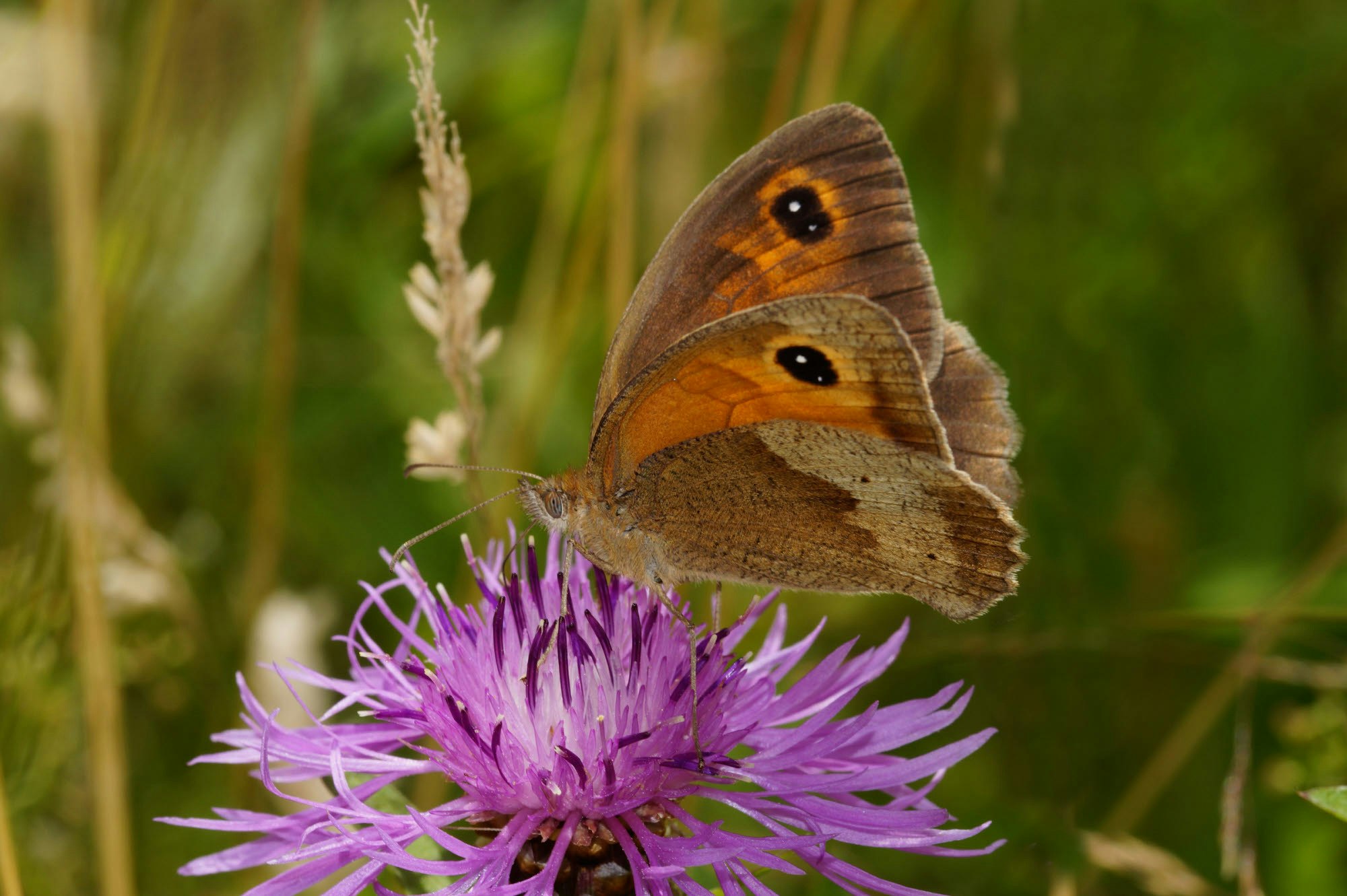 Auch Schmetterlinge wie das Große Ochsenauge bevölkern inzwischen die Wiese in Chorweiler.