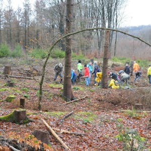 Die Baumpflanzaktion im Königsforst stieß auf großes Interesse. Zuvor waren die toten Bäume von den Waldflächen entfernt worden.