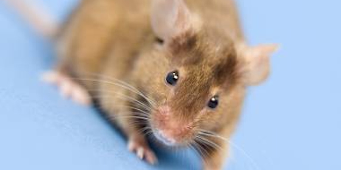 Mäuse können sogar Fallen erkennen und meiden sie. (Bild: Jupiter)