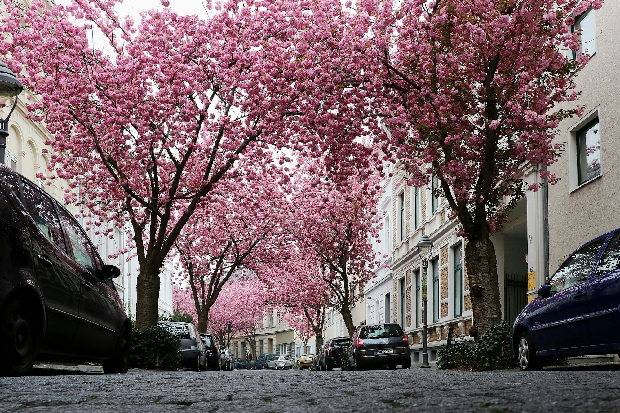 Die Heerstraße in Bonn verwandelt sich im April in ein Krischblütenmeer.