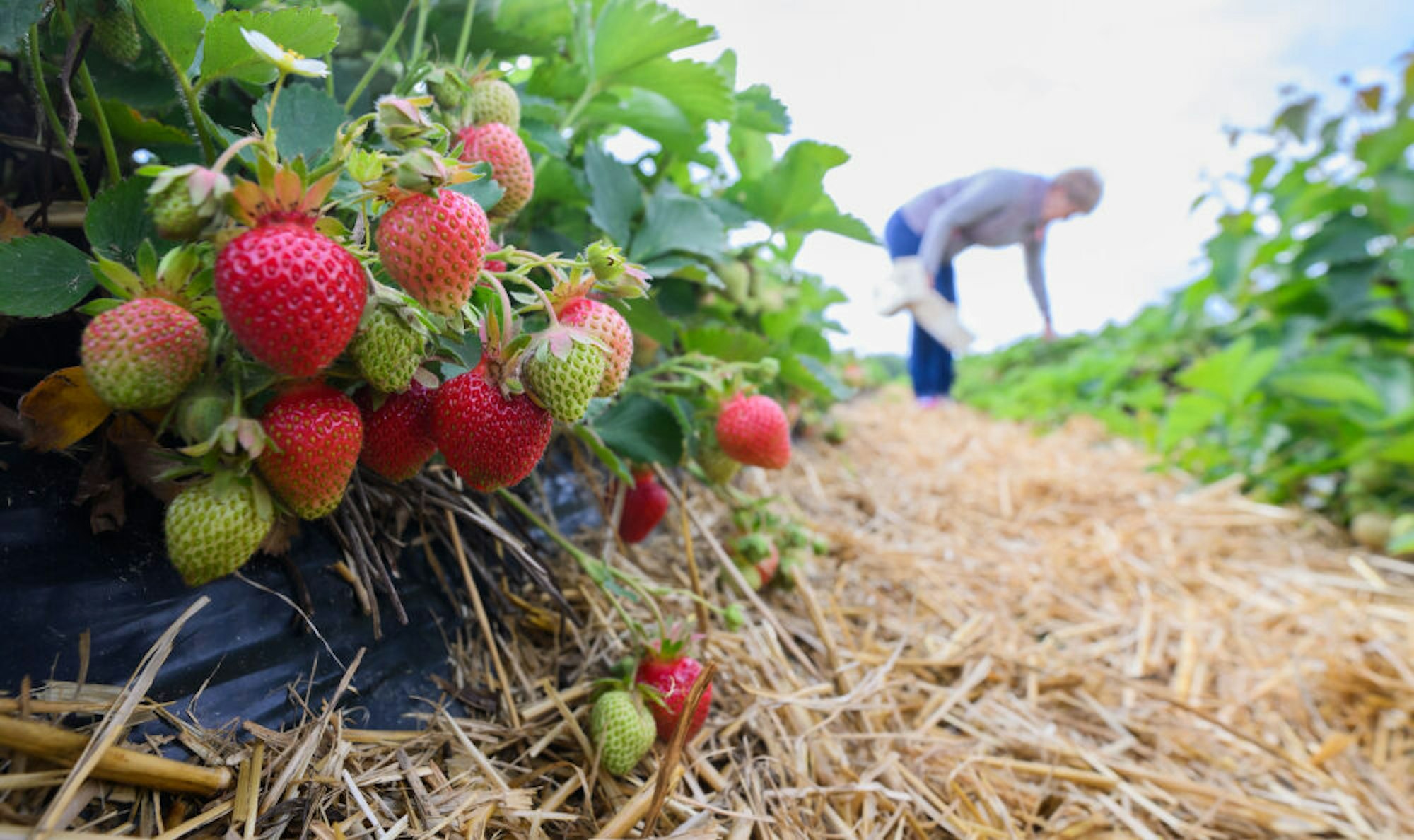 Erste Erdbeerpflanzen werden mangels Nachfrage bereits untergepflügt, sagt Verbandspräsident Joachim Rukwied.