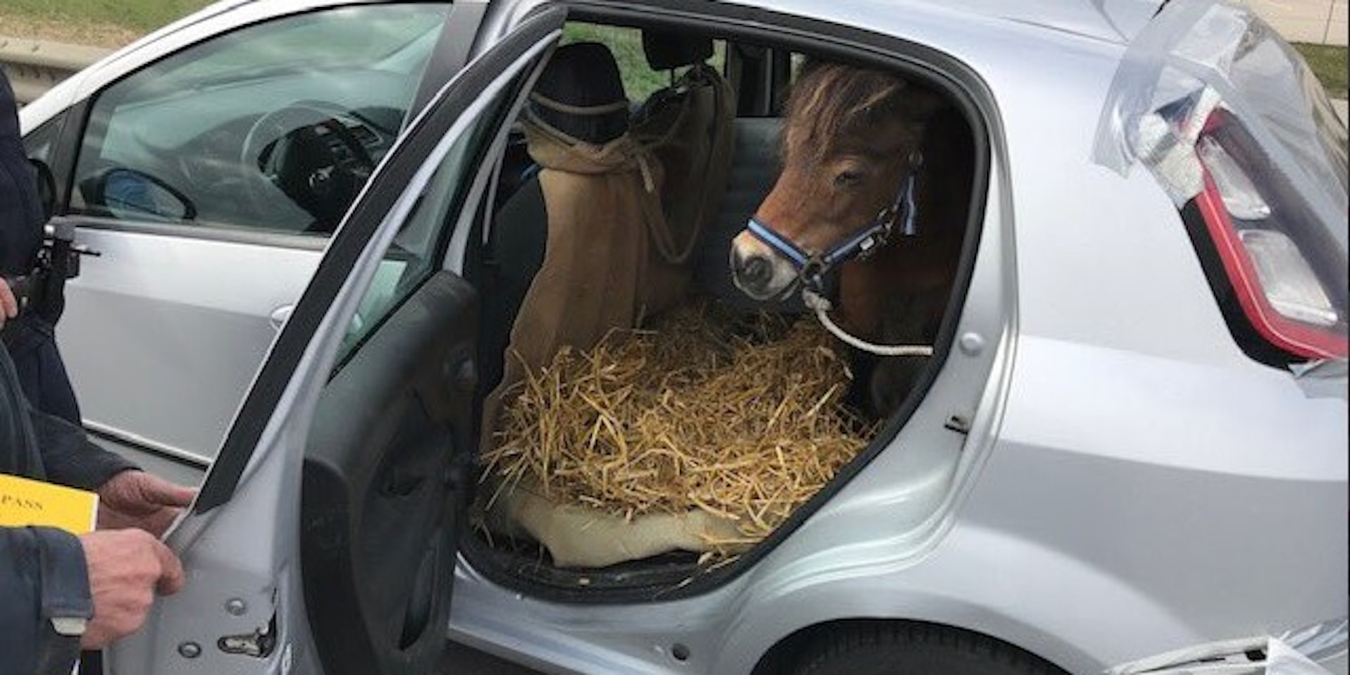Shetland-Pony im Kleinwagen