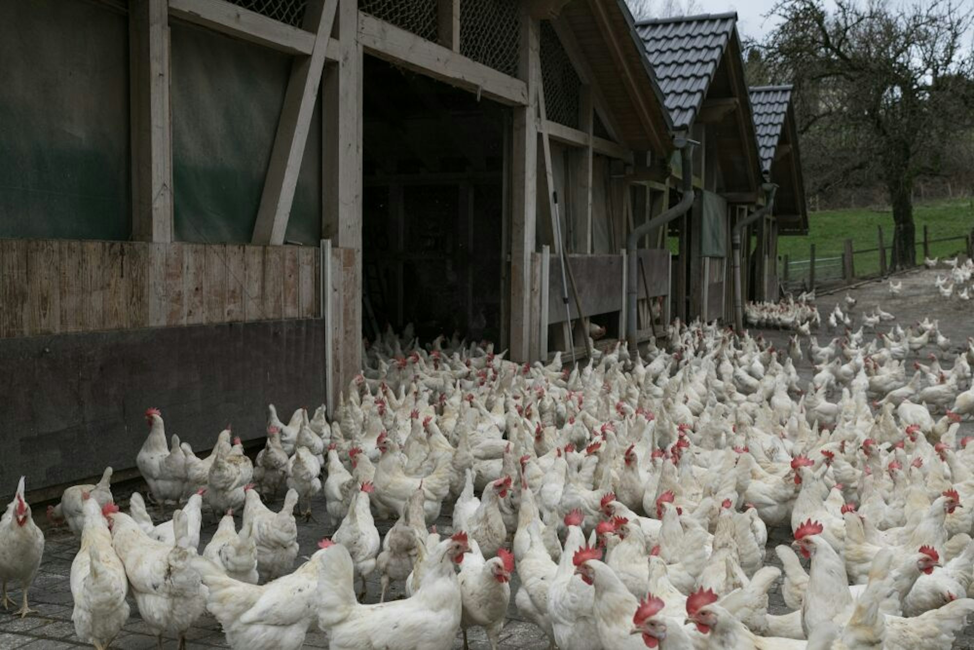 Unter anderem 2000 Hühner sind auf dem Biogut zu Hause. 