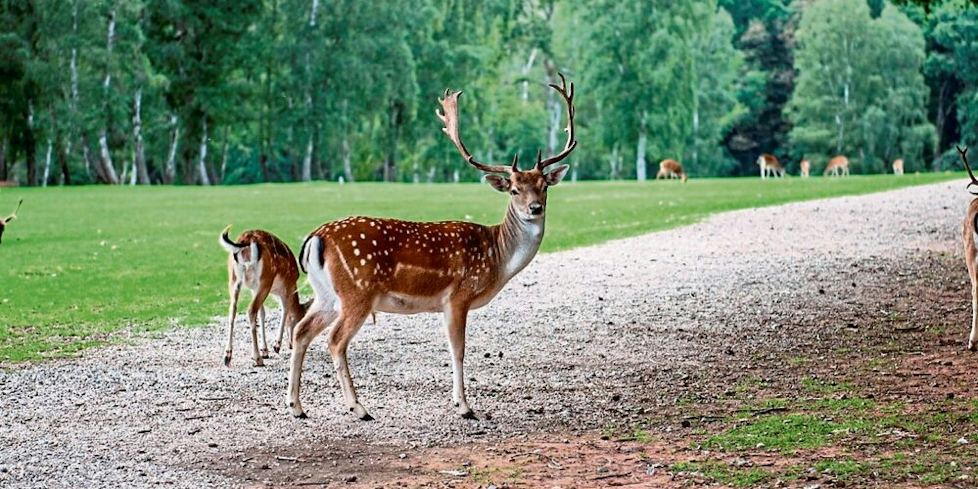 Müssen ab Montag vier Wochen lang auf Besucher verzichten: Die Tiere im Hochwildpark Rheinland in Kommern.