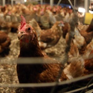 Auf einer Eierfarm hatten Angestellte zuvor etwa 220 tote Tiere entdeckt.