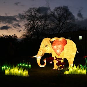 Erleuchtete Elefanten im Kölner Zoo
