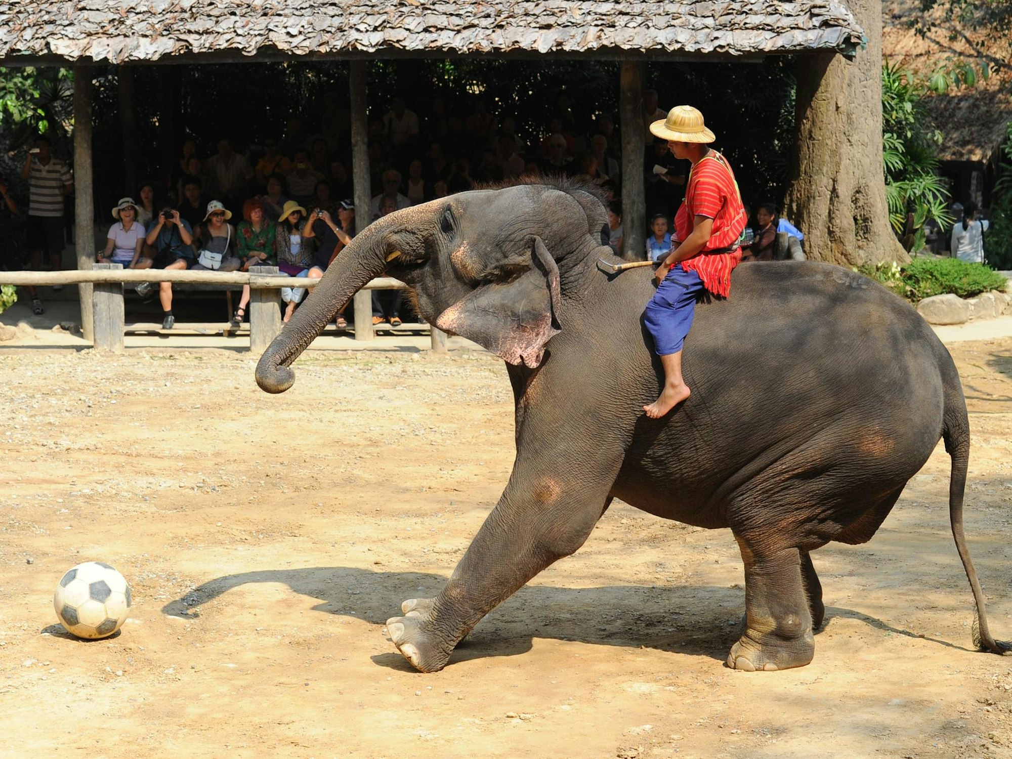 Elefant-spielt-Fussball-fuer-Touristen