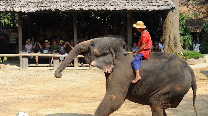 Elefant-spielt-Fussball-fuer-Touristen
