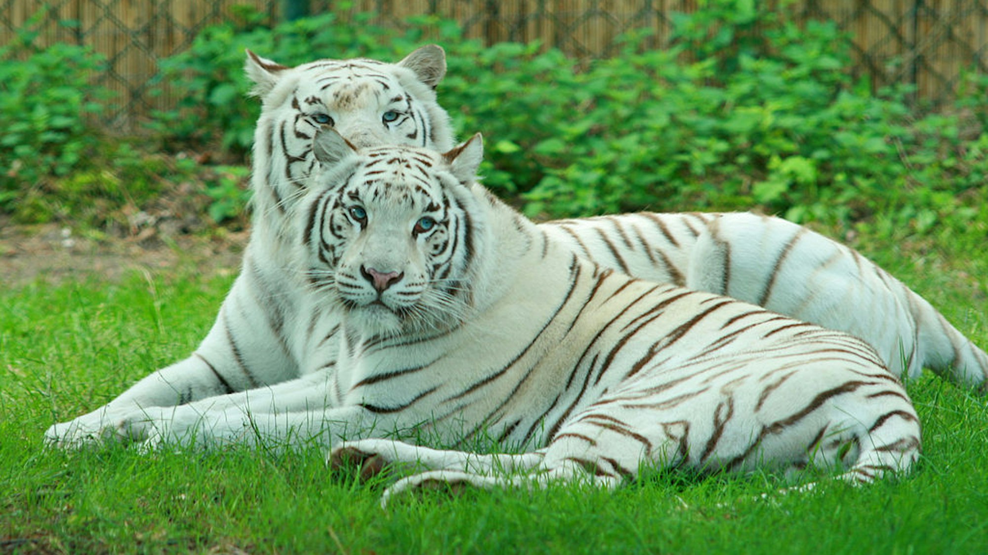 zwei weiße Tiger liegen auf einer Wiese