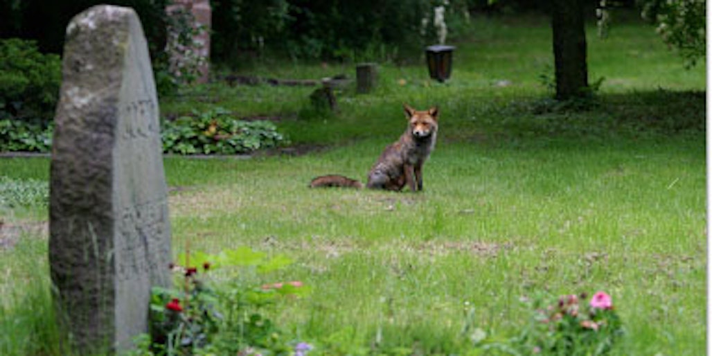Keine Scheu vorm Fotografen. Der Fuchs wird im Stadtgebiet immer heimischer, unter anderem weil er hier ohne großen Jagdaufwand immer Nahrung findet. Doch die Schäden, die er auf Friedhöfen anrichtet, sind gravierend.
