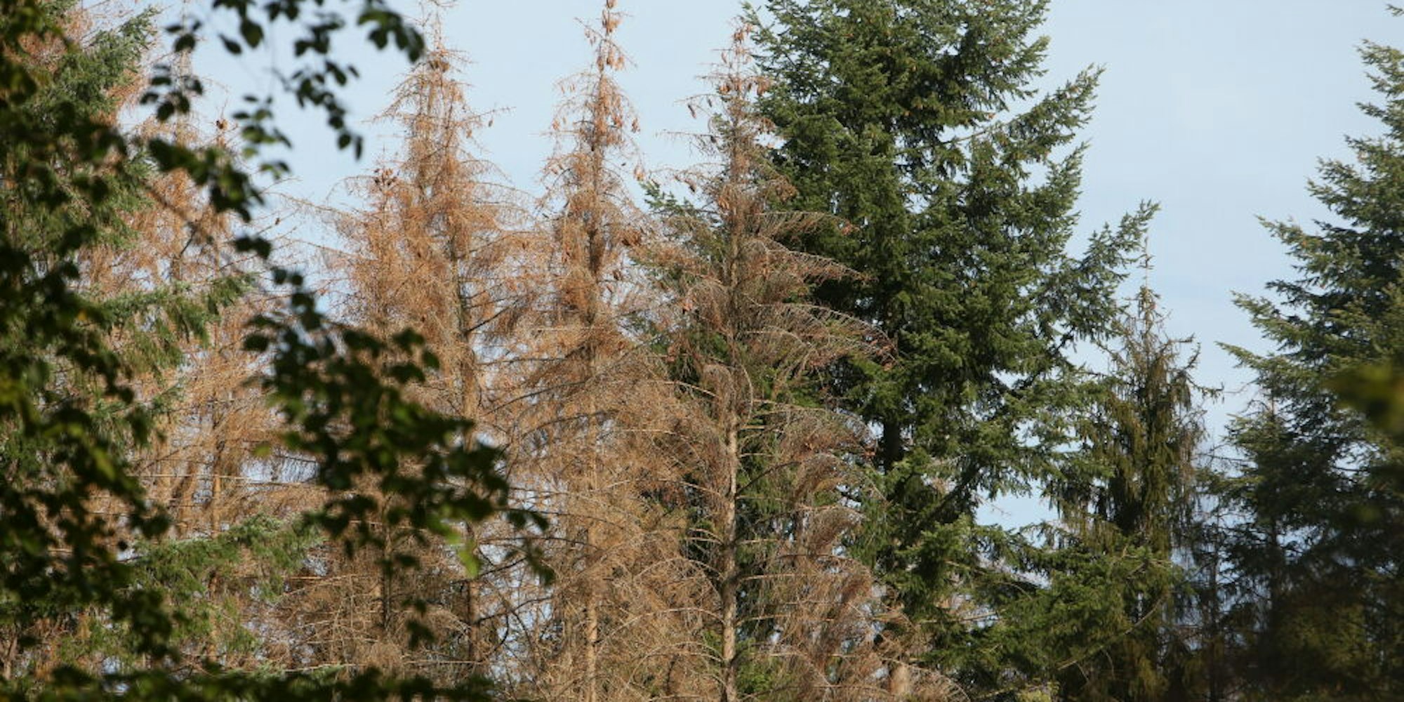 Mit dem Harvester werden im Stadtwald von Bad Honnef großflächig Fichten gefällt, die vom Borkenkäfer befallen sind, wie Forstwirt Martin Siemes erläuterte. Unter anderem an den braunen Nadeln sind die geschädigten Bäume zu erkennen.