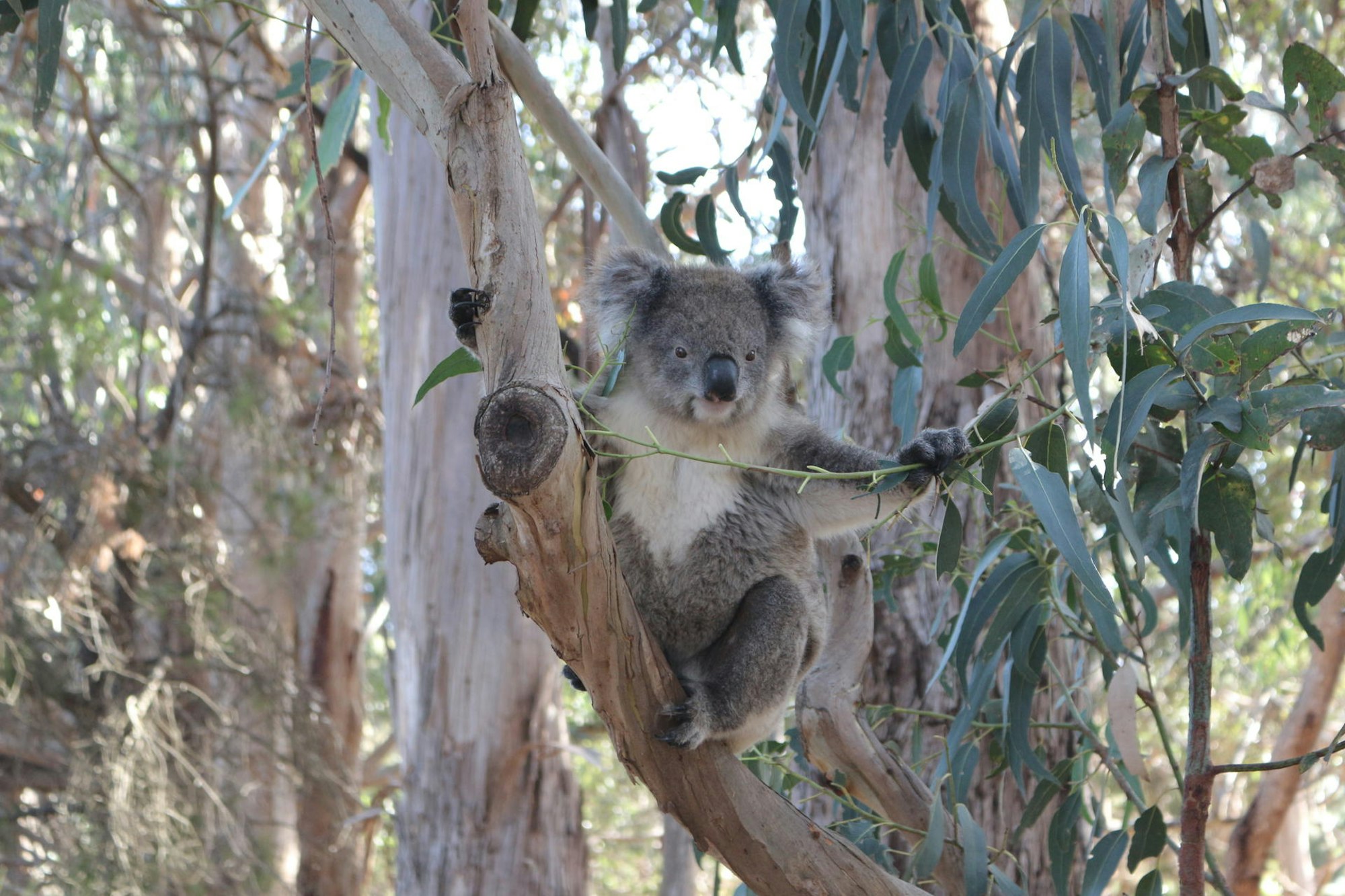 Kangaroo Island Koala