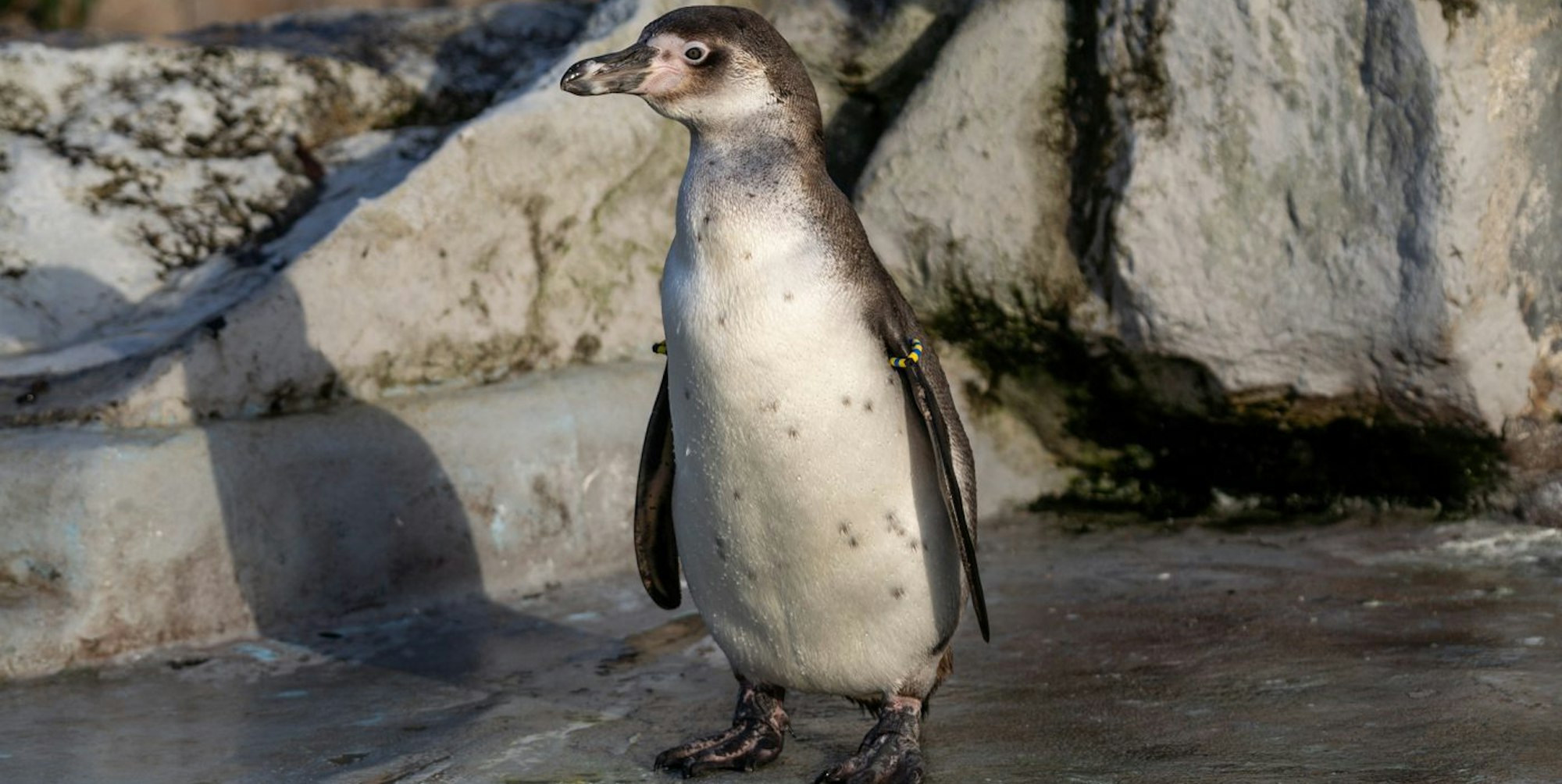 Humbold-Pinguine