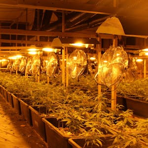 Diese Cannabisplantage entdeckte die Polizei im Februar in Hürth-Fischenich.