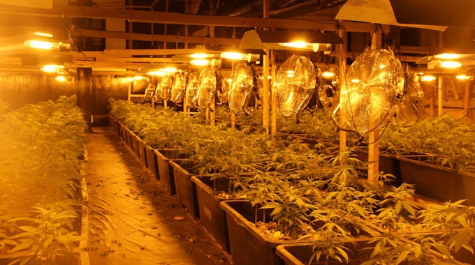 Diese Cannabisplantage entdeckte die Polizei im Februar in Hürth-Fischenich.