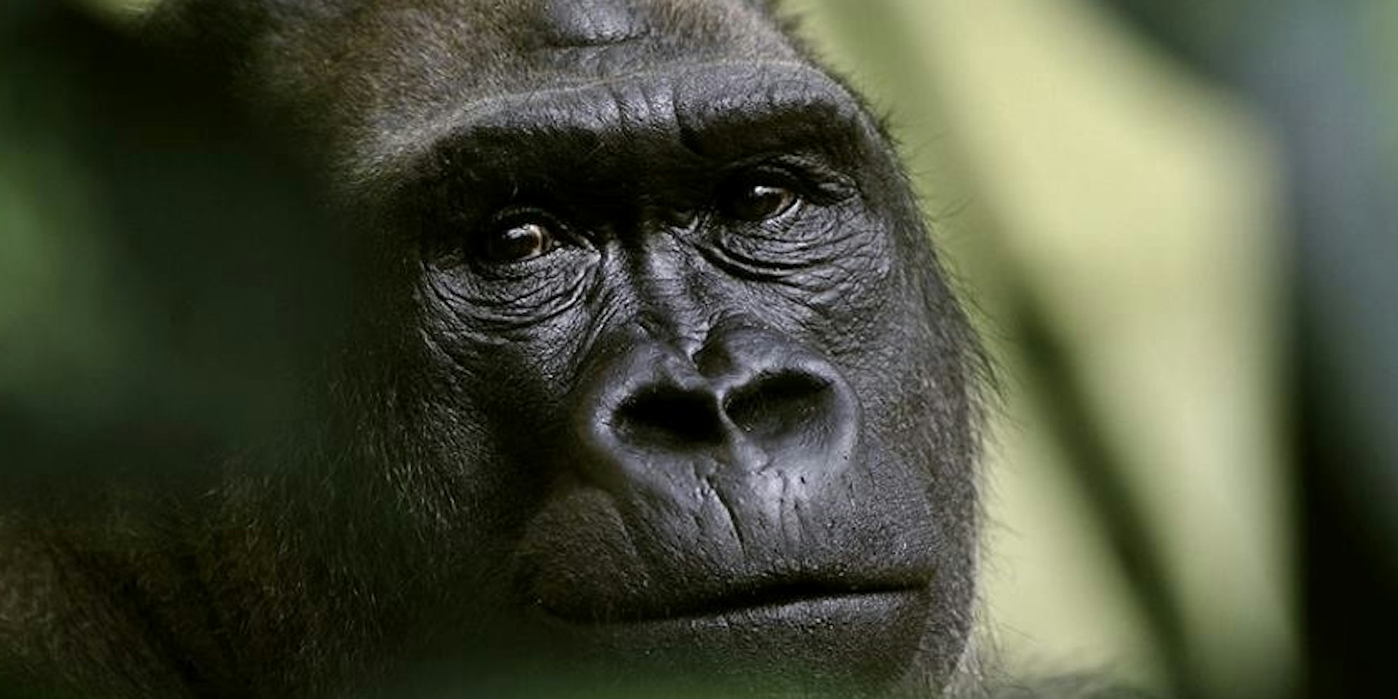 Gorilla Kim verstarb am Montagmorgen im Kölner Zoo