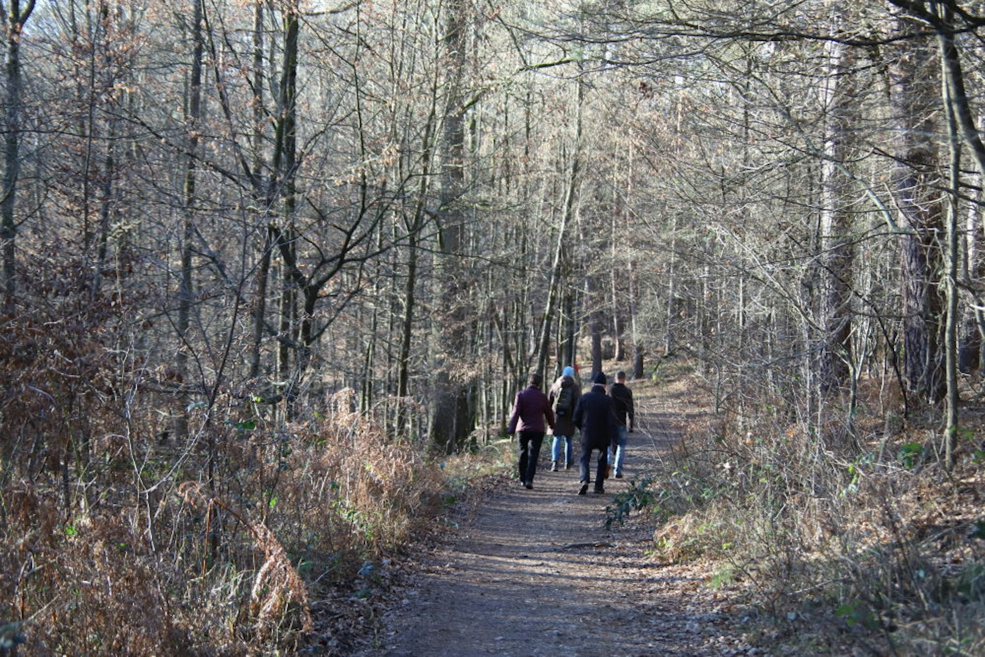 Der Brunnenkellerweg führt durch lichten Wald entlang der früheren Auen des Heimbachs.
