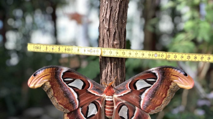 26 Zentimeter Flügelspannweite: Der asiatische Atlasspinner imponiert durch seine rekordverdächtige Größe.