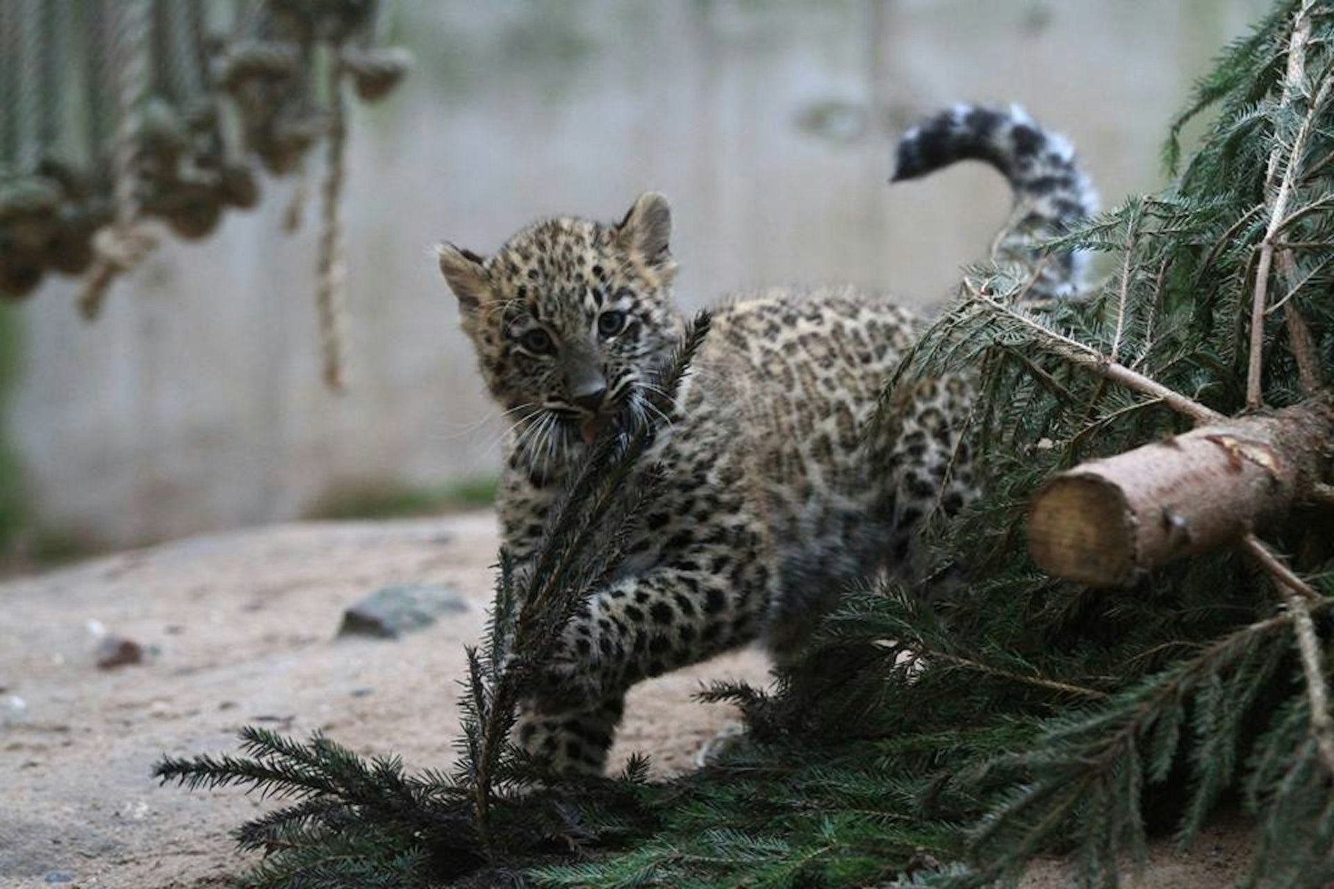 Leopardenbaby Zoo