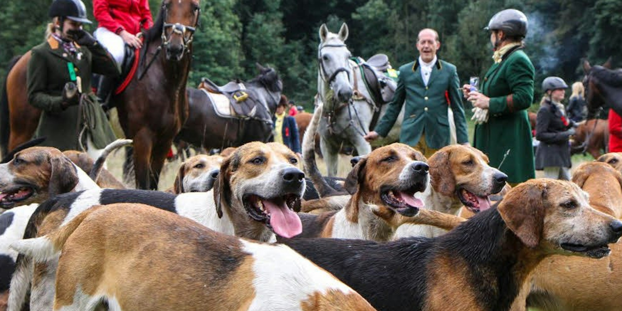 Beim Jagdstopp können sich Hunde, Pferde und Reiter von der anstrengenden Hatz erholen.