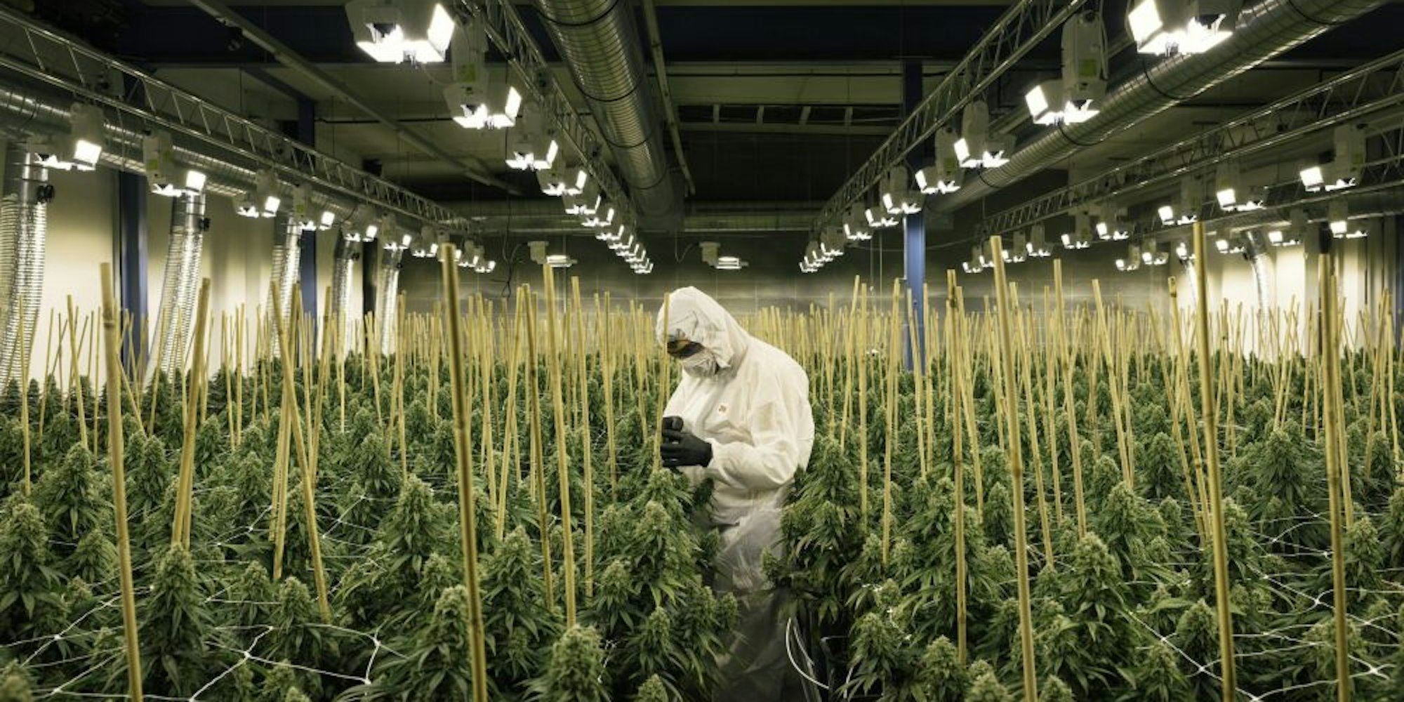 Der Mitarbeiter einer Firma kontrolliert in der Schweiz Cannabis-Pflanzen, die für den medizinischen Gebrauch angebaut werden.