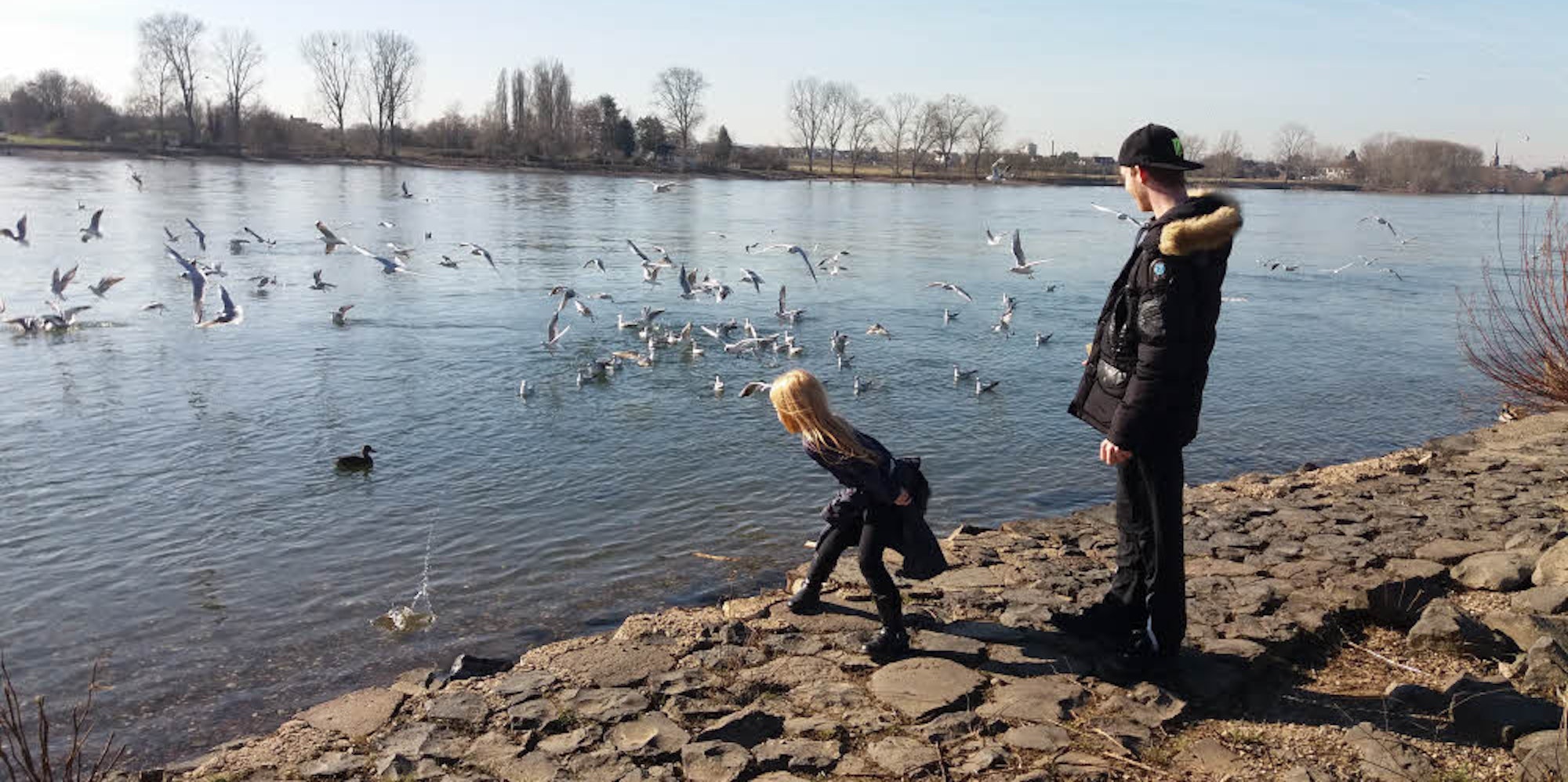 Toastbrotweitwurf: Kinder und Erwachsene fütterten begeistert und ausdauernd Möwenschwärme am Rheinufer.