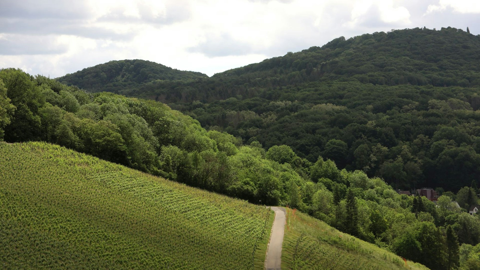 Auf dem Bild ist der Weinwanderweg zu sehen, der im Siebengebirge zwischen Weinstöcken hindurchführt.