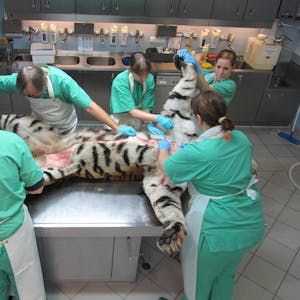 Ungewöhnlich: Obduktion des Tigers, der im August 2012 im Kölner Zoo eine Pflegerin getötet hat und anschließend vom Zoodirektor erschossen wurde. 