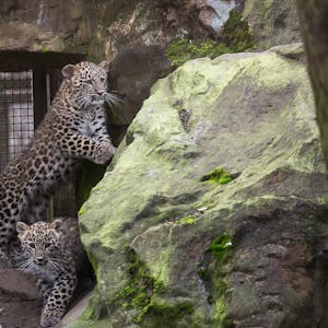 Leoparden Babys Kölner Zoo2