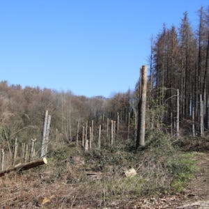 Im Wald zwischen Weingartsgasse und Happerschoß sind Nadelbäume auf Stock gesetzt.