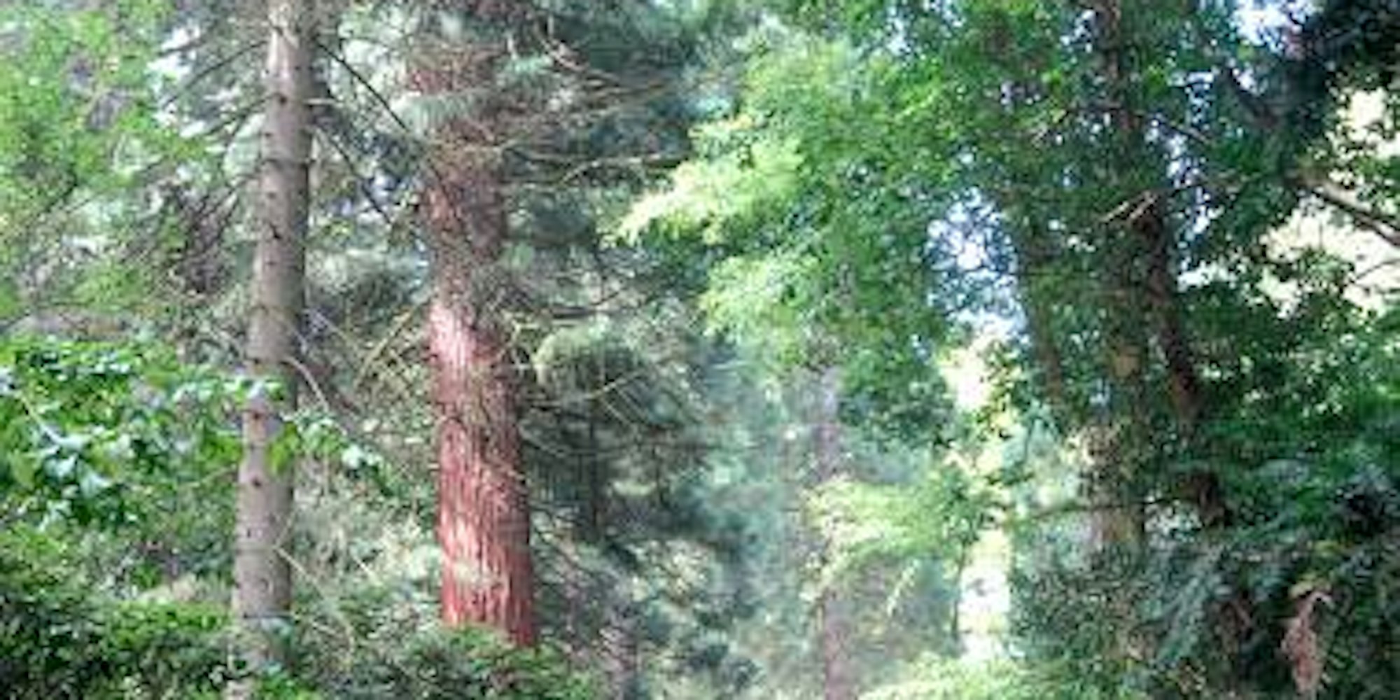 Geheimtipp Arboretum: Eine wunderbare grüne Welt offenbart sich den Besuchern. (alle Bilder: Gauger)