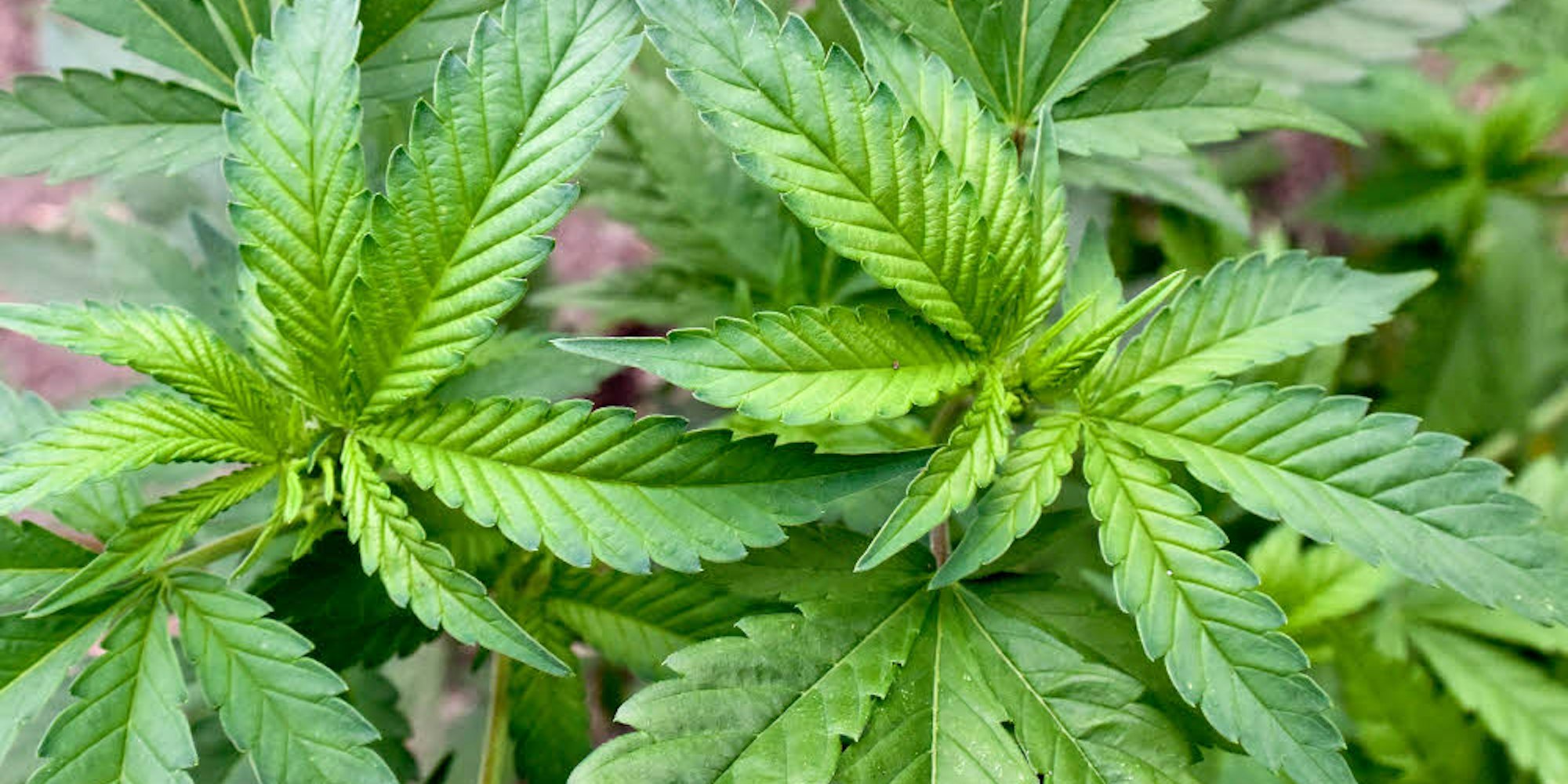 Für die Gewinnung von Drogen sind nur weibliche Exemplare der Hanfpflanze geeignet, sie enthalten deutlich mehr wirksame Cannabinoide.