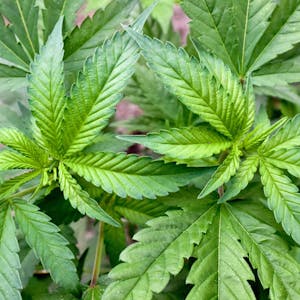 Für die Gewinnung von Drogen sind nur weibliche Exemplare der Hanfpflanze geeignet, sie enthalten deutlich mehr wirksame Cannabinoide.
