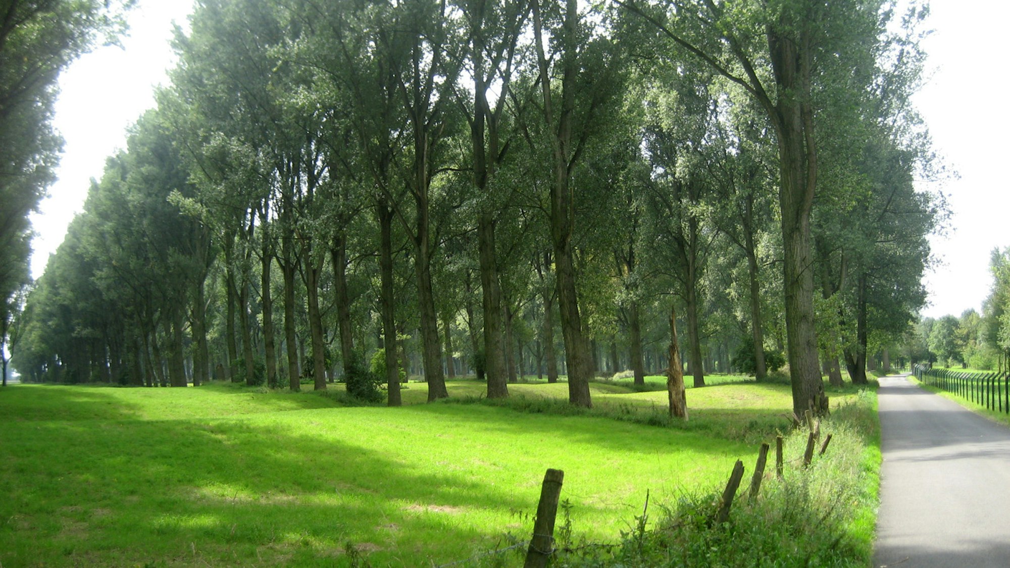 Nadelwald und eine grüne Wiese im Vordergrund, rechts ein asphaltierter Weg