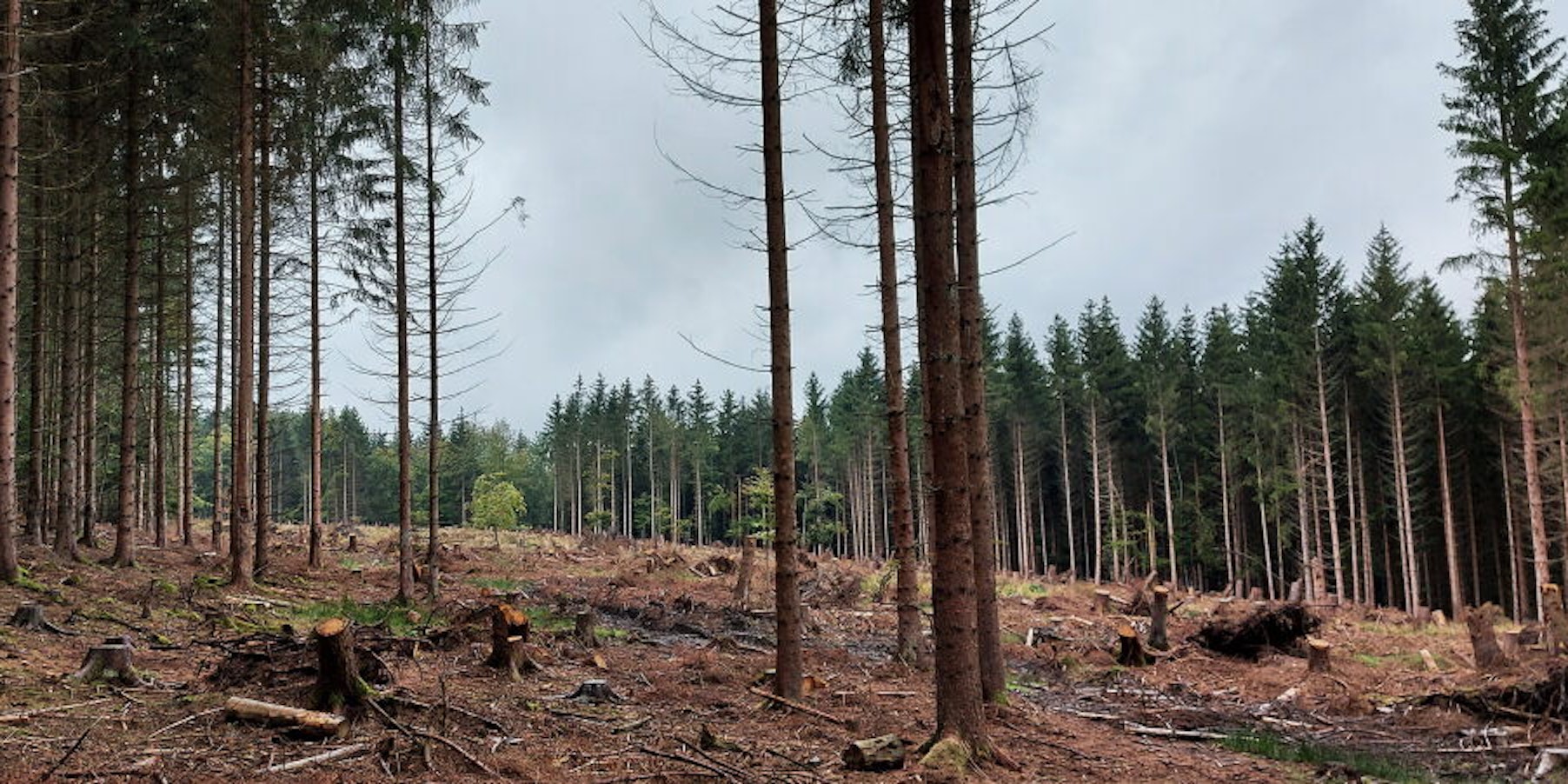 Auch größere Waldflächen muss die Gemeinde Blankenheim nach dem Borkenkäferbefall wieder aufforsten. Die Finanzierung ist noch unklar.