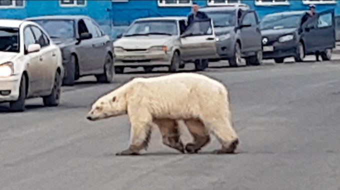 Eisbär in Norilsk