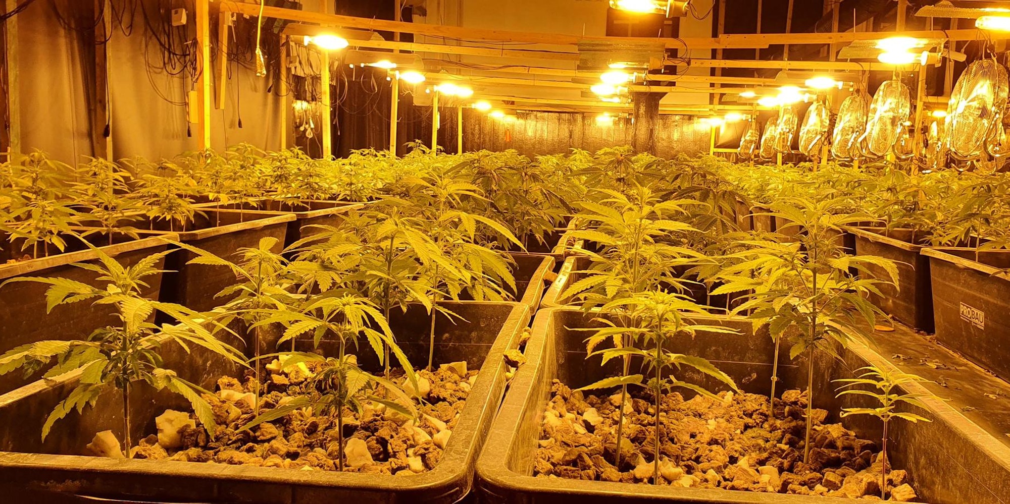 Cannabis-Plantage Hürth